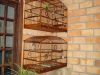 /album/criadouro-estrutura-e-passaros/casal-sabia-poca-jpg/